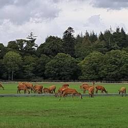 Rehe in Hülle und Fülle