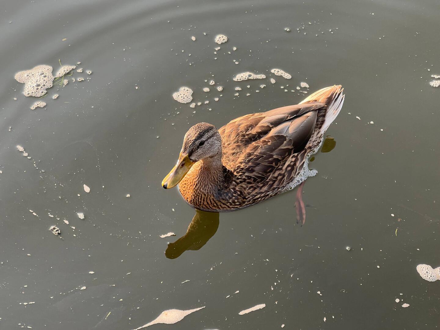 A rather photogenic duck.