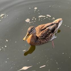 A rather photogenic duck.