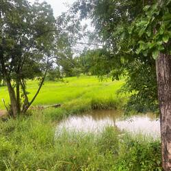 Different trees up here