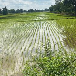 Reminds me of Indonesia