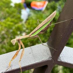 Preying Mantis