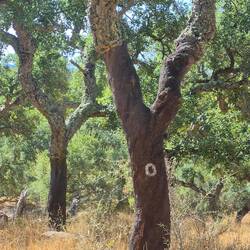 Last harvested in 2020