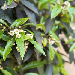 Sweet Pittosporum - its mix of orange blossom and jasmine fragrance often wafted towards us.