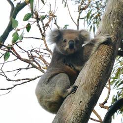 The weather soon cleared, making it easier to see the stars of the show.