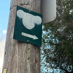 Koalas this way