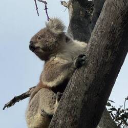 Model pose for Koala Monthly