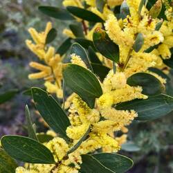 Sydney golden wattle flowers