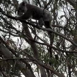 Expert backwards shuffle.