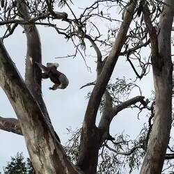 (I just missed the big leap!) koala on the move