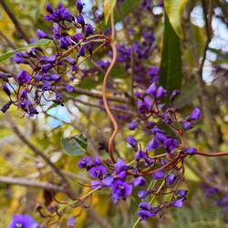 False Sarsaparilla, Happy Wanderer, or Purple Coral Pea - all beautiful names for the lovely climber