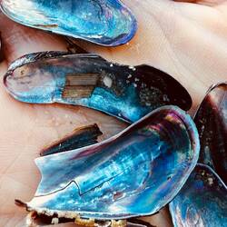 Captured sea rainbows