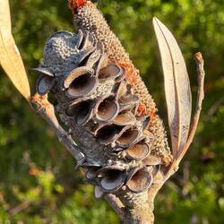 Coastal Banksia - banksias are iconic Australian trees. They look to me like they are about to sing