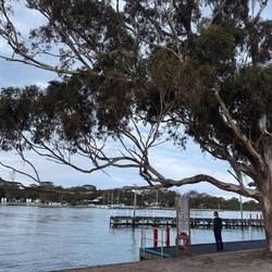 Lilz in Paynesville, looking across to Raymond Island