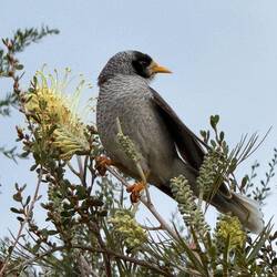 Noisy Miner