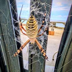 "kleine" Spinne 😁