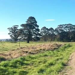 Swoop of the magpie. Run away, run away!