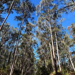 Some of the tallest trees we have seen