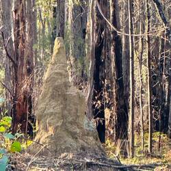 Termite mound (now where are you Echidnas?!)