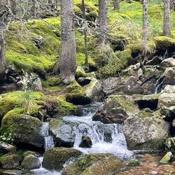 Wodospadziki i dywan z mchu