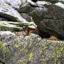I rzeczony świstak - jeden z trzech, na chwilę obrócił się pyskiem