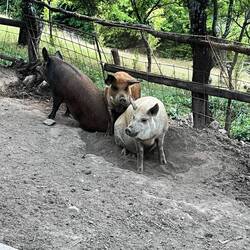 Die wohnen auf dem Bauernhof von Ana.