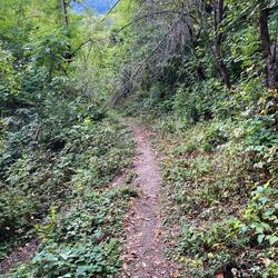 Wege werde zu Pfaden