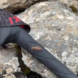 Grashüpfer ärgern 😜