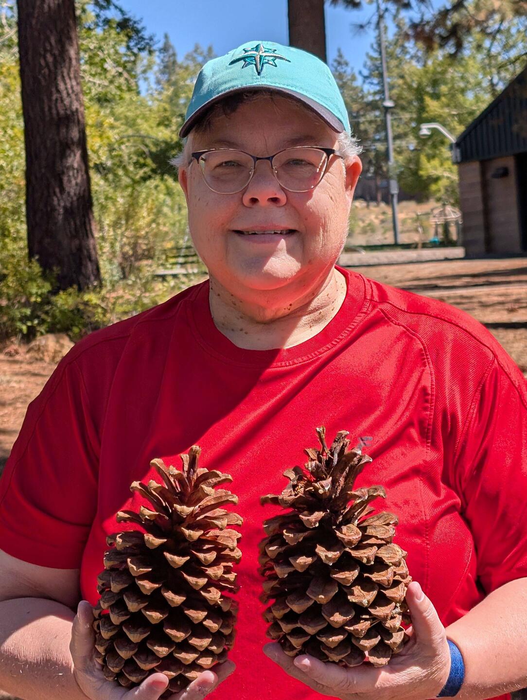 Ponderosa cones at Kahle Park