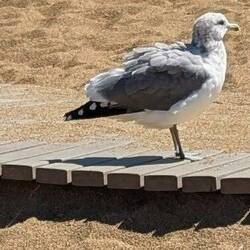 Gull in the wind