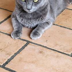 Die stolze Katze des Hauses