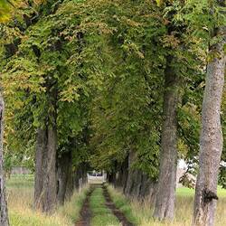 Kastanienallee zum Denkmal