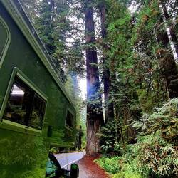 Jedediha Redwood Statepark