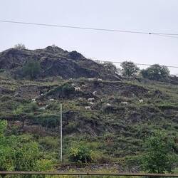 Ziegen weiden in diesen steilen Felsen