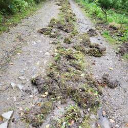 Die Wildschweine 🦬 waren so freundlich, den Weg nur teilweise umzugraben.