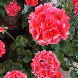 Beautiful coloured geraniums help with pests around the tomatoes.