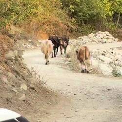 Till the cows come home 😉