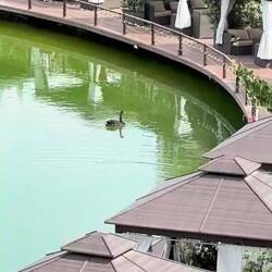 Black swan at the winery pond