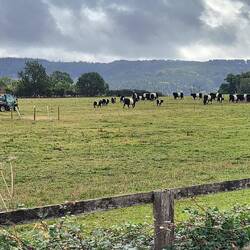 Belted Galloways getting moved to the next field