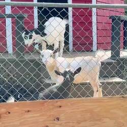 anhören bis alle 3 zusammen kreischen😂