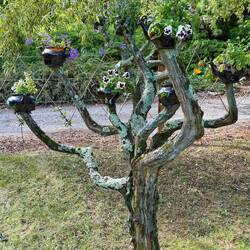 berühmte Teekannenbaum 🤪