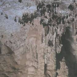 Bats hanging out on the ceiling