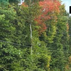 A glimpse of fall foliage!