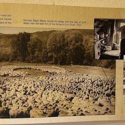 Agriculture around Craig, CO, in the mid-1950s