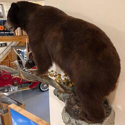 This bear came right into Craig and had to be shot by park rangers