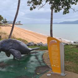 Seekühe = Dugongs gibt es hier auch