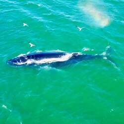 Buckelwal 🐋 am „Pacifica State Beach“
