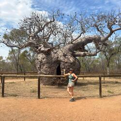 The "mac-daddy" of boabs is the Prison Boab, about 1500 years old