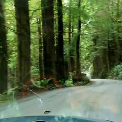 Fahrt zum Gold-Bluffs Beach