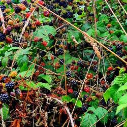 So viele grosse Beeren hatten wir noch nie gesehen